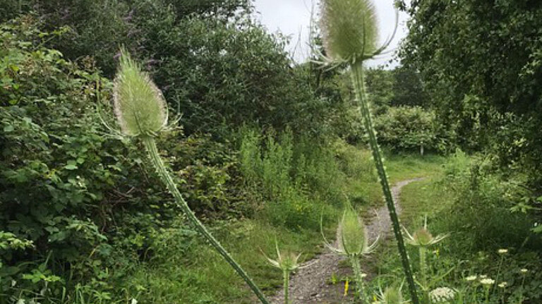 Clyne Valley Links Image of footpath in Clyne Valley